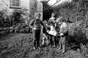Children lead a baby bull in their garden at Teignmouth. February 1975 75-00846 Children lead a baby bull in their garden at Teignmouth. February 1975 75-00846