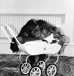 Chimp and Orang-Utang: 'Little Butterfly': Everyone lends a hand to rear Chimp and Orang-Utang: 'Little Butterfly': Everyone lends a hand to rear