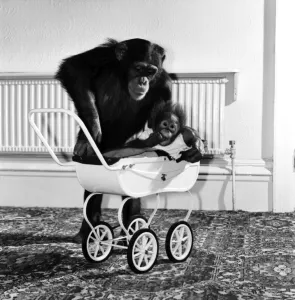 Chimp and Orang-Utang: 'Little Butterfly': Everyone lends a hand to rear Chimp and Orang-Utang: 'Little Butterfly': Everyone lends a hand to rear