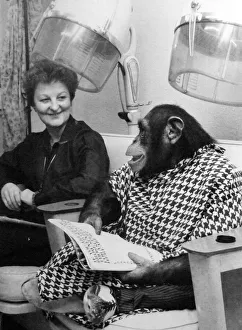 A chimp from Twycross Zoo enjoys a little pampering at the hair dressers. December 1981 A chimp from Twycross Zoo enjoys a little pampering at the hair dressers. December 1981