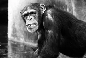 Chimpanzee at Chester Zoo April 1971 meg and sue Chimpanzee at Chester Zoo April 1971 meg and sue