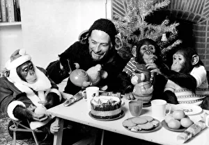 Chimpanzee Christmas party December 1978 P004075 Chimpanzee Christmas party December 1978 P004075