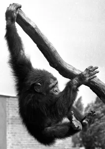 A chimpanzee climbing a tree at Twycross Zoo, Warwickshire. 14th June 1984 A chimpanzee climbing a tree at Twycross Zoo, Warwickshire. 14th June 1984