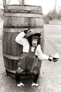 Chimpanzee in dungarees and a hat standing in front of a barrel Chimpanzee in dungarees and a hat standing in front of a barrel