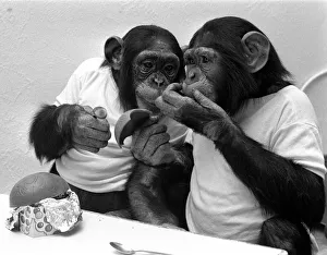 Two Chimpanzees celebrating Easter with chocolate eggs at Twycross Zoo. 25th March 1981 Two Chimpanzees celebrating Easter with chocolate eggs at Twycross Zoo. 25th March 1981