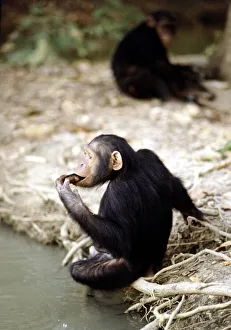 Chimpanzees lazing round at a nature reserve in The Gambia where they are re-habilitated Chimpanzees lazing round at a nature reserve in The Gambia where they are re-habilitated