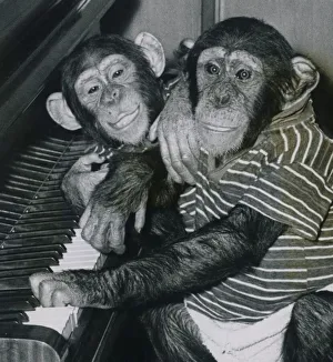These two chimps, Bugsy & Jinxsy, both 3, are from Southam zoo These two chimps, Bugsy & Jinxsy, both 3, are from Southam zoo
