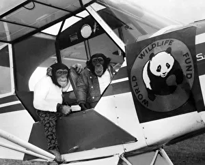 Two chimps and their girl friend model Anna de Cadenet went to the Booker Air Field High Two chimps and their girl friend model Anna de Cadenet went to the Booker Air Field High