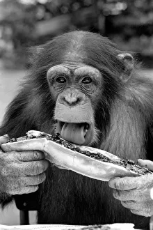 Chimps at Twycross Zoo. Sampling his bread and jam. August 1977 77-04341-007 Chimps at Twycross Zoo. Sampling his bread and jam. August 1977 77-04341-007