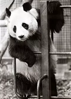 Images Dated 19th September 1981: Ching Ching the Panda - September 1981 hanging about