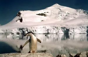 Chinstrap penguins with their chicks at Paradise Bay in Antarctica March 1974 Chinstrap penguins with their chicks at Paradise Bay in Antarctica March 1974