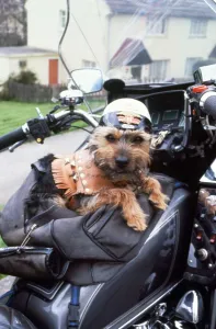 Chit the Yorkshirev Terrier on his owners motorcyle withnhis own leathers Animals Chit the Yorkshirev Terrier on his owners motorcyle withnhis own leathers Animals