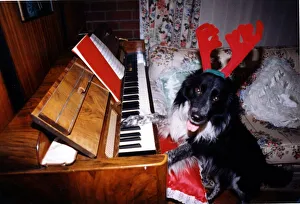 Christmas - Carn the Collie dog dressed up for Christmas Christmas - Carn the Collie dog dressed up for Christmas