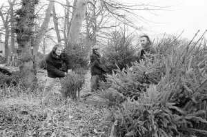 Christmas Trees being harvested, Teesside, December 1972 Christmas Trees being harvested, Teesside, December 1972