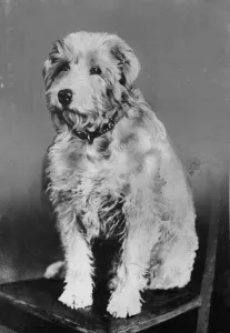 Chum, the dog. Story : Mrs F Hadden and family, of Somers Road, Southsea Chum, the dog. Story : Mrs F Hadden and family, of Somers Road, Southsea