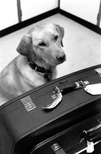 Chumley the dog. January 1975 75-00526-001 Chumley the dog. January 1975 75-00526-001