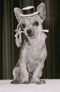 Clancy the Yorkshire Terrier Dog has all the poise of pop singing pet Boy George Clancy the Yorkshire Terrier Dog has all the poise of pop singing pet Boy George