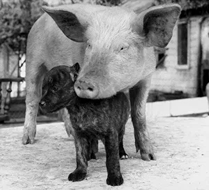 Cleo the pig has a dogs life - and she loves every minute of it Cleo the pig has a dogs life - and she loves every minute of it