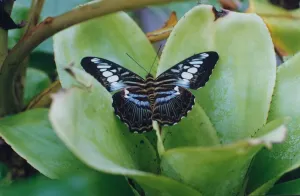 A Clipper butterfly at Stratford Butterfly Farm. 30th December 1992 A Clipper butterfly at Stratford Butterfly Farm. 30th December 1992