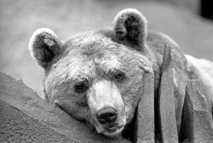 Close up picture of a bear. January 1975 75-00240-003 Close up picture of a bear. January 1975 75-00240-003