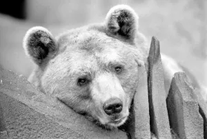 Close up picture of a bear. January 1975 75-00240-016 Close up picture of a bear. January 1975 75-00240-016