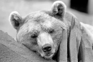 Close up picture of a bear. January 1975 75-00240-017 Close up picture of a bear. January 1975 75-00240-017