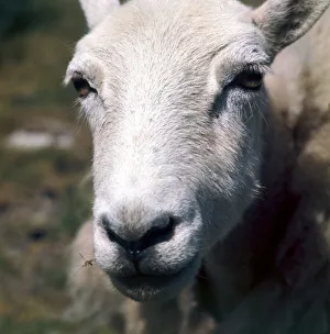 Close up of a sheep on the hills near Radnorshire in Wales April 1990 Close up of a sheep on the hills near Radnorshire in Wales April 1990