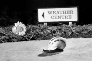 Close up of a snail on the lawn. January 1975 75-00195 Close up of a snail on the lawn. January 1975 75-00195