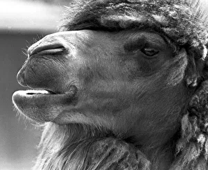 A close-up of a camel at Twycross Zoo, Warwickshire. 14th June 1984 A close-up of a camel at Twycross Zoo, Warwickshire. 14th June 1984