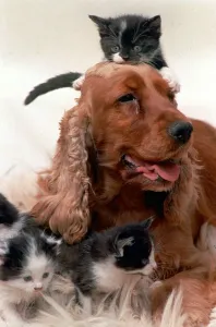 Cocker Spaniel dog looking after a group of four kittens July 1996 Cocker Spaniel dog looking after a group of four kittens July 1996