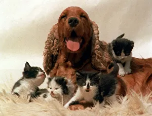 Cocker Spaniel dog looking after a group of four kittens July 1996 Cocker Spaniel dog looking after a group of four kittens July 1996