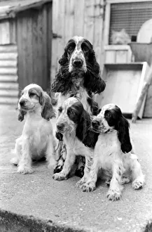 Cocker Spaniel dog and puppies at the Frant Kennels in Hildenborough near Tonbridge who Cocker Spaniel dog and puppies at the Frant Kennels in Hildenborough near Tonbridge who