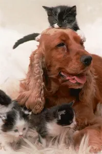 Cocker Spaniel Sally looking after four kittens July 1996 Cocker Spaniel Sally looking after four kittens July 1996