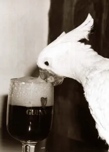 Cocky the Cockatoo - January 1981 sipping a glass of Guinness Cocky the Cockatoo - January 1981 sipping a glass of Guinness