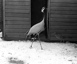 Colchester Zoo Essex in Snow Jan 1977 Hoppy the Crane Colchester Zoo Essex in Snow Jan 1977 Hoppy the Crane