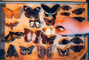 A collection of butterflies in February 1999 A collection of butterflies in February 1999