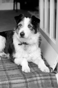 Collie/Dog/Animal/Cute. Alexander the Great. March 1975 75-01356-009 Collie/Dog/Animal/Cute. Alexander the Great. March 1975 75-01356-009