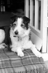Collie/Dog/Animal/Cute. Alexander the Great. March 1975 75-01356-004 Collie/Dog/Animal/Cute. Alexander the Great. March 1975 75-01356-004