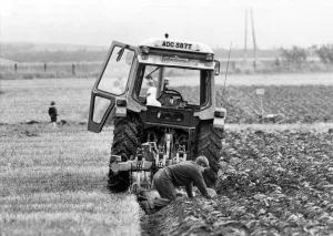 A competitor at the Northern Counties ploughing march gets down to the muddy business of A competitor at the Northern Counties ploughing march gets down to the muddy business of