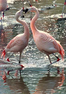 These courting Flamingos are getting quite amorous at the Wildlife These courting Flamingos are getting quite amorous at the Wildlife