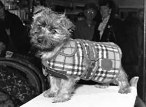 Cover up- A real Burberry coat that's designed to make your pet almost gloat Cover up- A real Burberry coat that's designed to make your pet almost gloat