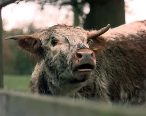 A cow calls at the Shugborough hall farm near Stafford A cow calls at the Shugborough hall farm near Stafford