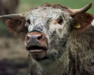 A cow at Shugborough Hall near Stafford gives out a moo A cow at Shugborough Hall near Stafford gives out a moo