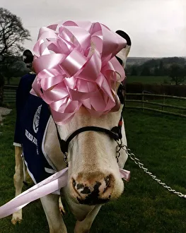 Cows Cattle Prize winning cow Pamela wearing pink ribbon on head and blue wrap over coat Cows Cattle Prize winning cow Pamela wearing pink ribbon on head and blue wrap over coat