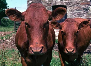 Two cows in a field looking at the camera December 1971 Two cows in a field looking at the camera December 1971