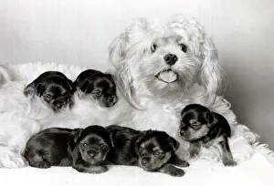 Cracker the dog has become a stand-in mother for five orphaned Yorshire terriers Cracker the dog has become a stand-in mother for five orphaned Yorshire terriers