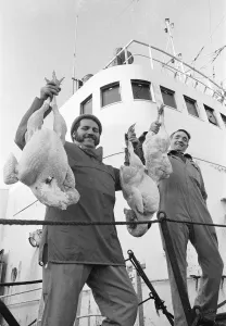 Crew members of the Hull trawler Lord Nelson show off their Christmas turkeys as they Crew members of the Hull trawler Lord Nelson show off their Christmas turkeys as they