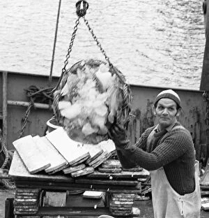 Images Dated 26th June 1981: Crewman of the Trawler Marbi Larde seen here unloading their catch at the Hull Fish Dock