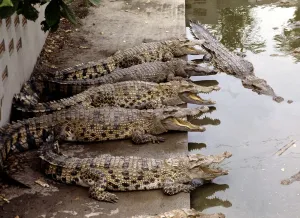 Crocodile Farm in Bangkok Thailand March 1979 Crocodile Farm in Bangkok Thailand March 1979