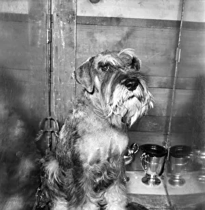 Crufts 1972 Dog show. February 1972 72-1185-006 Crufts 1972 Dog show. February 1972 72-1185-006